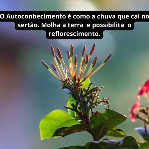 A Ignorância e a Busca pelo Sentido